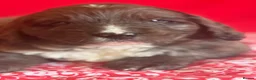 Bernedoodle dogs for sale: Beautiful Bernidoodles - Advert 11