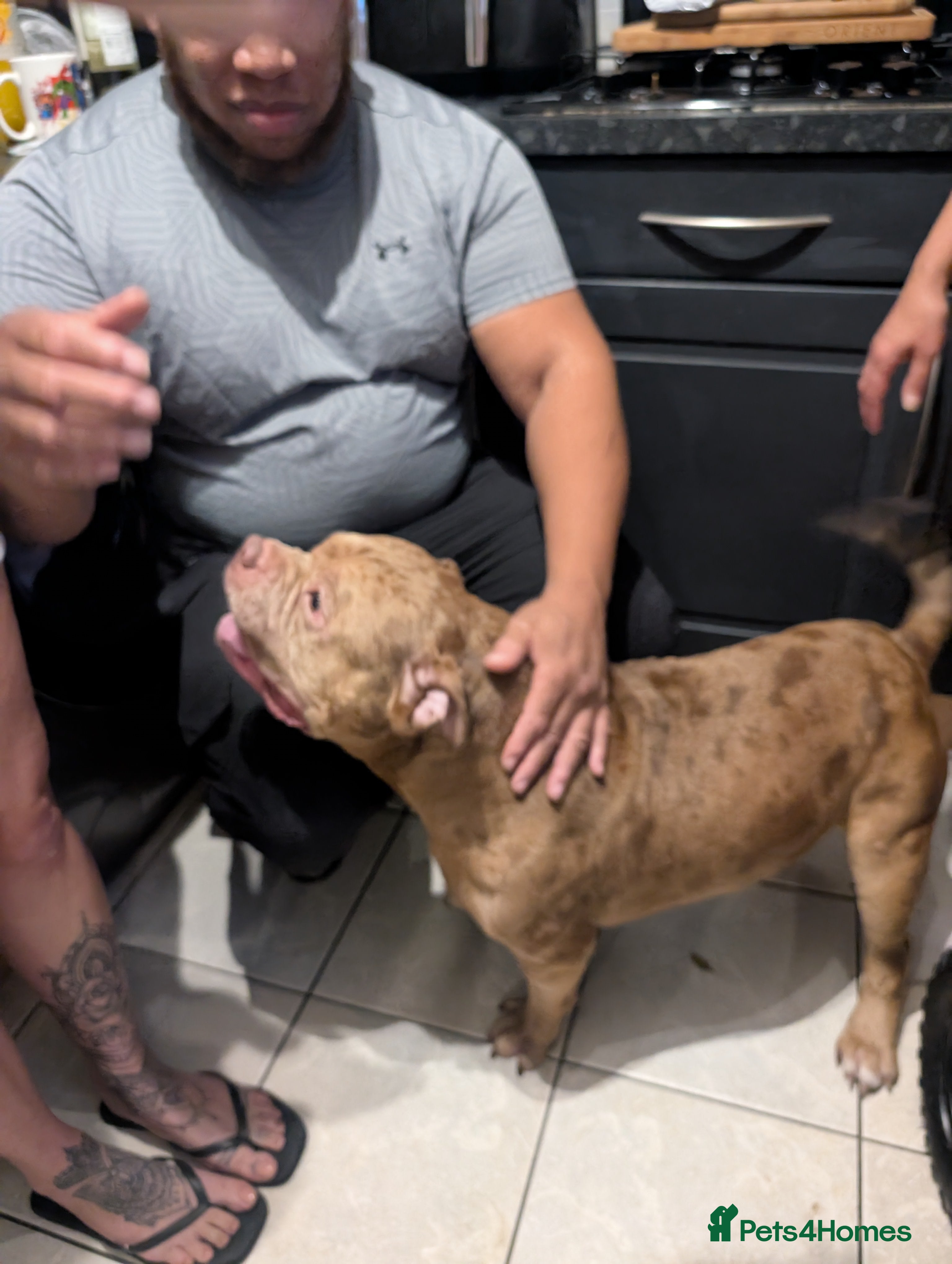 American Bully dogs Bruce  - Advert 4