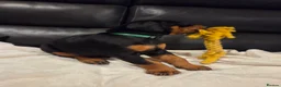 Dobermann dogs for sale: KC registered Dobermann puppies - Advert 10