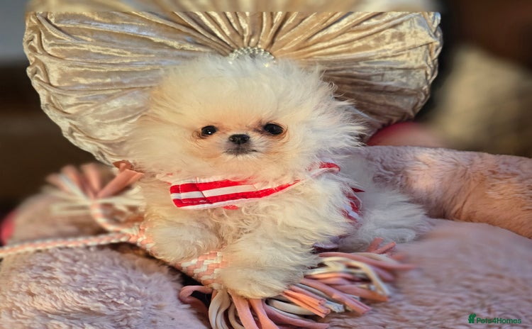 Pomeranian dogs - Advert 2