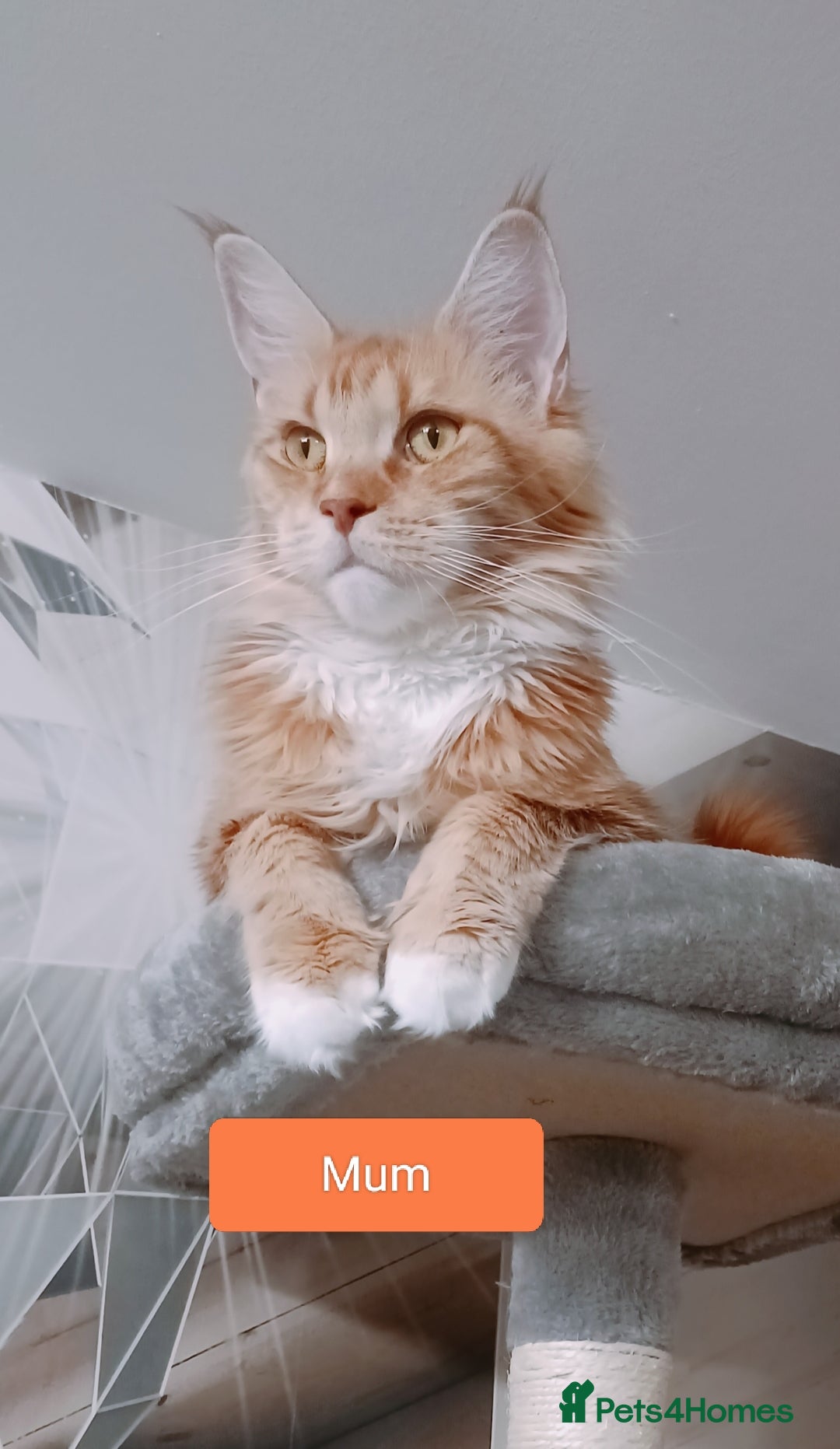 Maine Coon cats 😻😻😻Adorable fluffy Maine Coon kittens 😻😻😻 - Advert 1