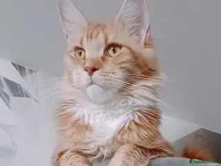 Maine Coon cats 😻😻😻Adorable fluffy Maine Coon kittens 😻😻😻 - Advert 1