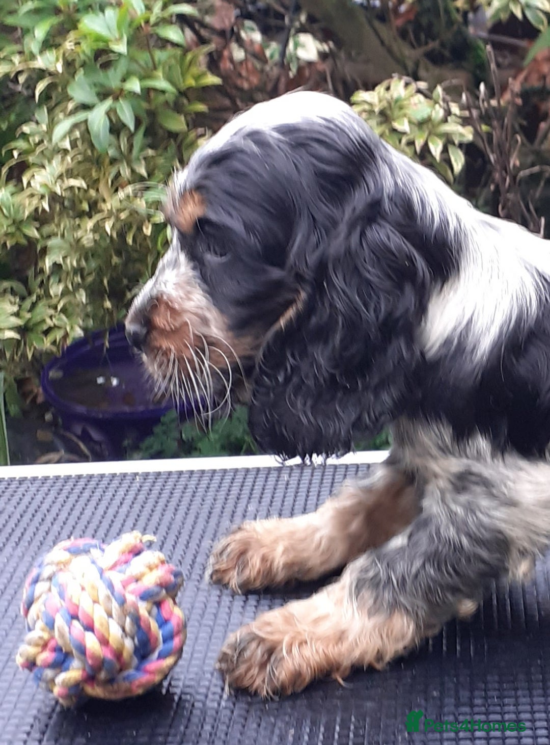 Cocker Spaniel dogs for sale: Adorable KC show cocker spaniels - Advert 9