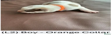 L2 - Orange Collar Boy