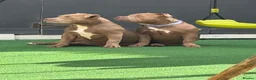 American Bully dogs for sale: American bullies  - Advert 5