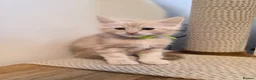 Maine Coon cats for sale: Maine coon MIX kittens  - Advert 5