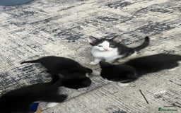 Mixed Breed cats for sale: Scottish fold cross for sale  - Image 17