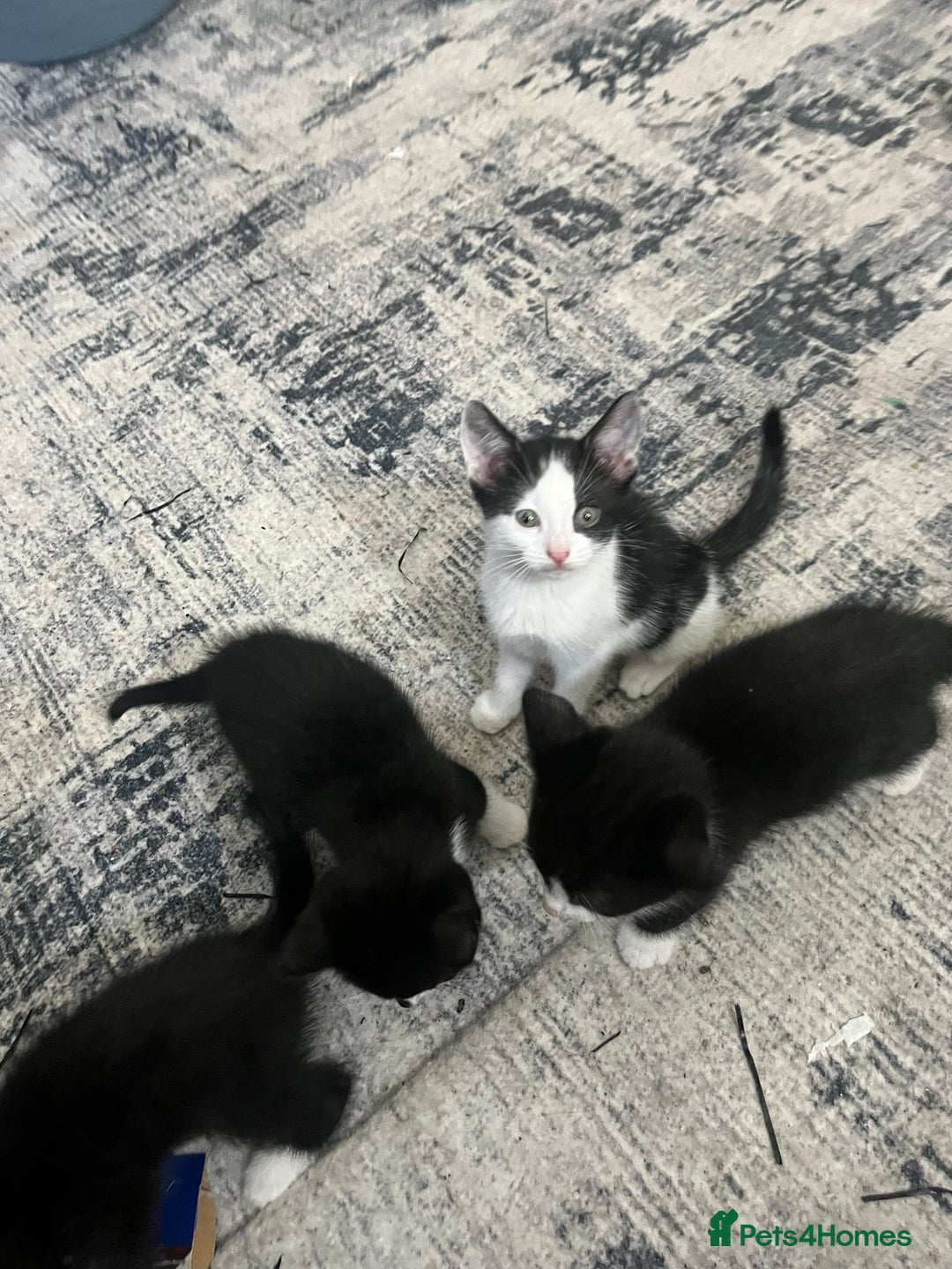 Mixed Breed cats for sale: Scottish fold cross for sale  - Image 17