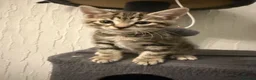 Mixed Breed cats for sale: Litter of 4 affectionate and playful cats  - Advert 5