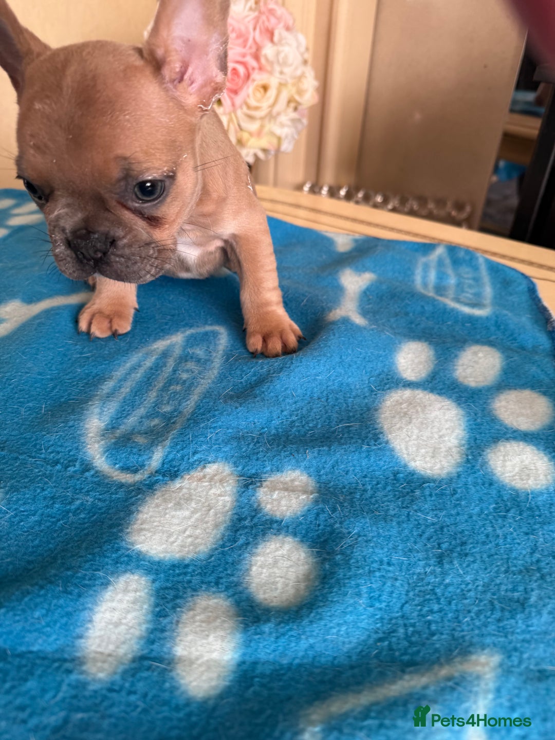 French Bulldog dogs for sale: French Bulldog Puppies 3 Male 4 Female  - Image 14