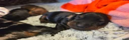 Miniature Dachshund dogs for sale: MINIATURE DACHSHUNDS TO FIND THEIR FOREVER HOME 🏡 - Advert 38