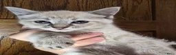 Mixed Breed cats for sale: Gorgeous Ragdoll Cross Kittens  - Advert 25