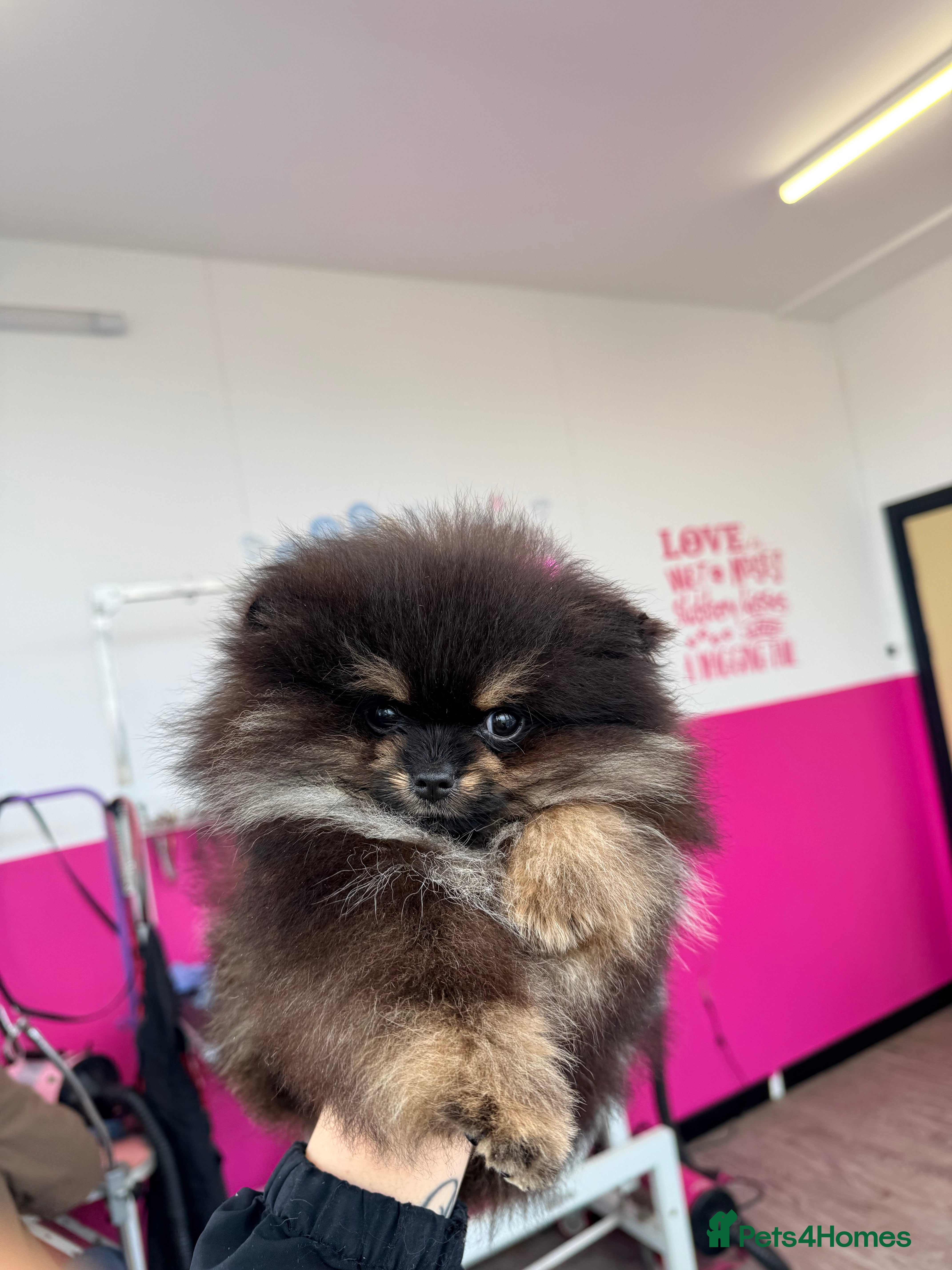 Pomeranian dogs Black & tan TEACUP boy 🖤🧡 - Advert 6