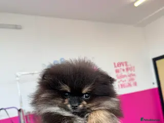 Pomeranian dogs Black & tan TEACUP boy 🖤🧡 - Advert 6
