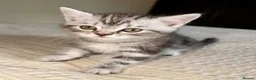 Persian cats for sale: READY TO LEAVE - Persian Kittens  - Advert 13