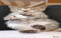 Savannah cats for sale: Gorgeous girl F4 Savannah  - Image 10