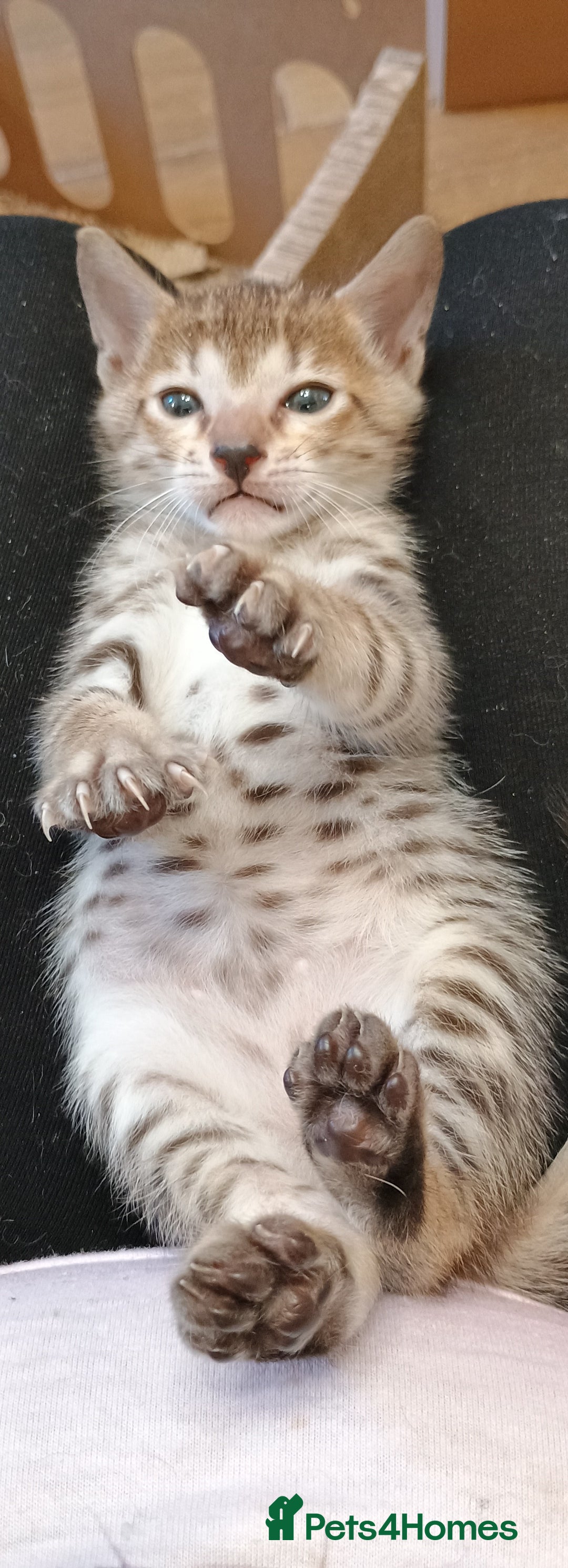 Savannah cats for sale: Gorgeous girl F4 Savannah  - Image 10