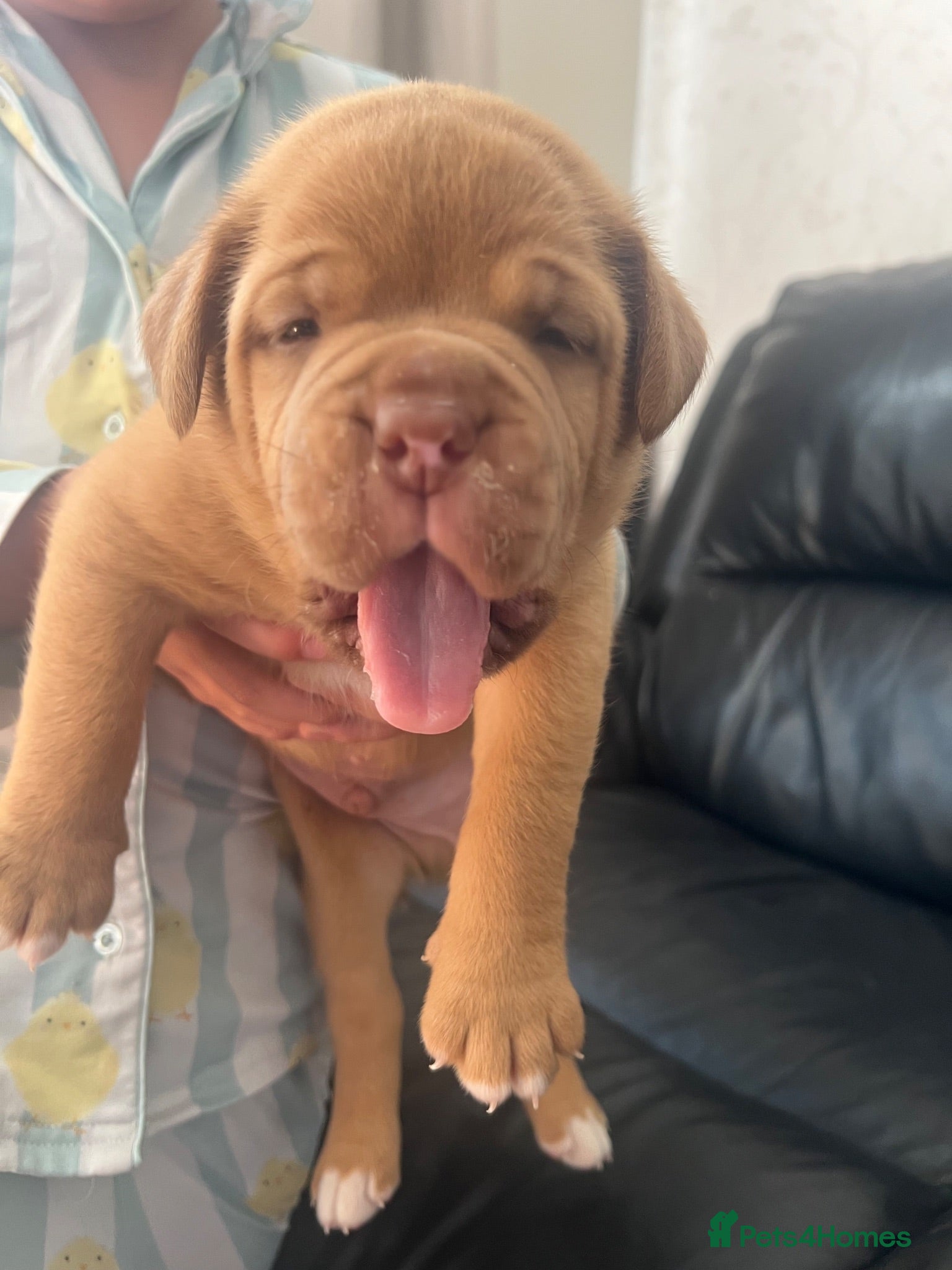 Dogue De Bordeaux dogs Beautiful chunky Dogue de Bordeaux pups - Advert 2