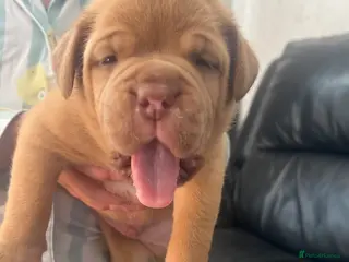 Dogue De Bordeaux dogs Beautiful chunky Dogue de Bordeaux pups - Advert 2