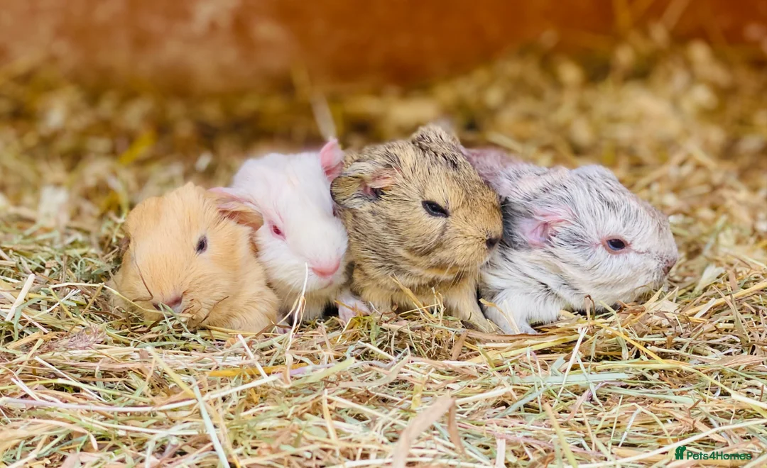 Guinea Pig rodents for sale: Female baby and adult Guineapigs available soon - Advert 2