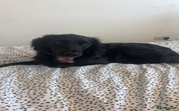 Sprollie dogs for sale: Female Sprollie - Image 1