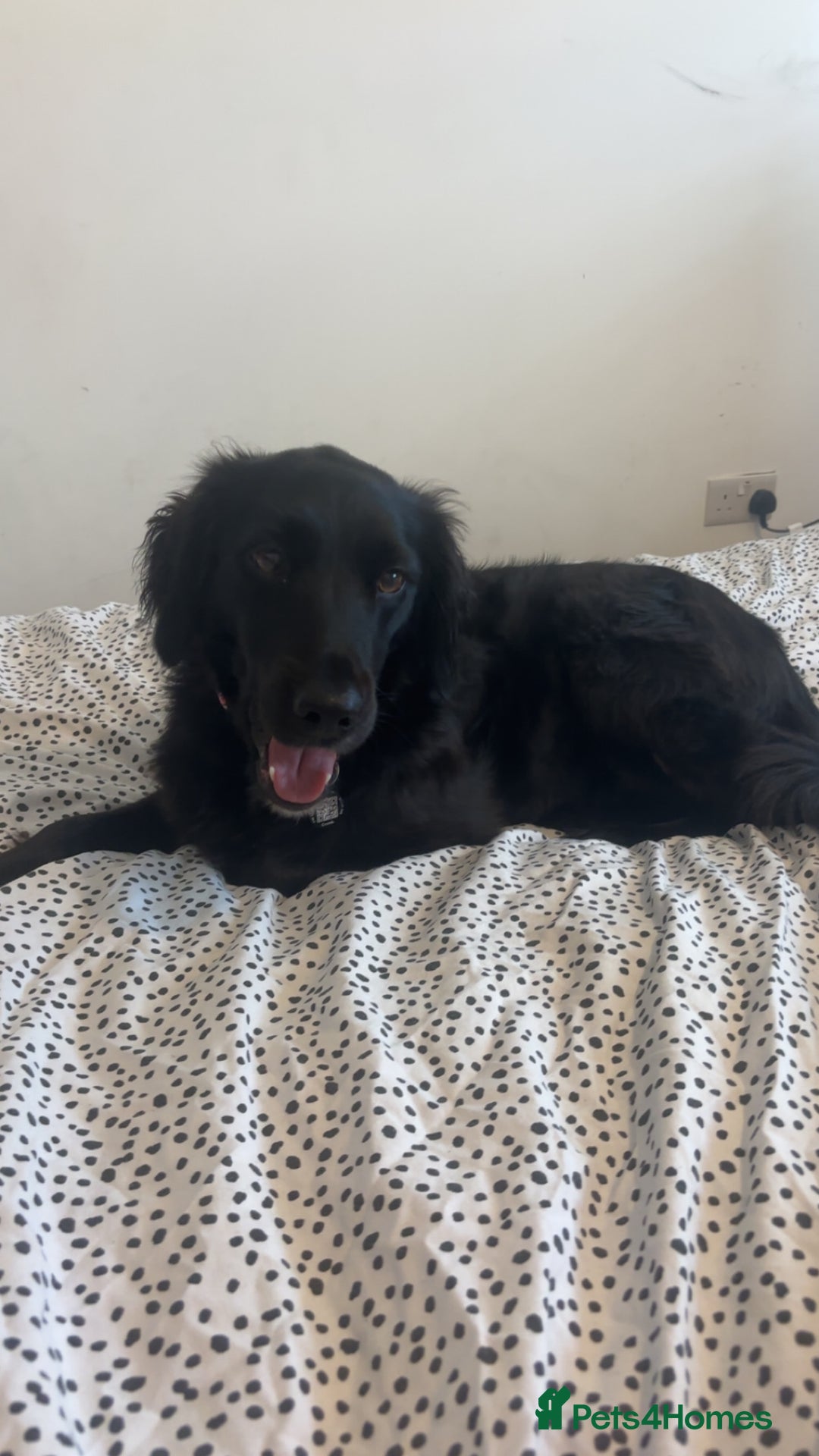 Sprollie dogs for sale: Female Sprollie - Image 1
