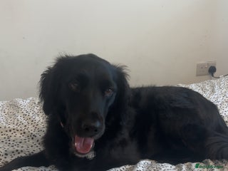 Sprollie dogs Female Sprollie - Advert 14