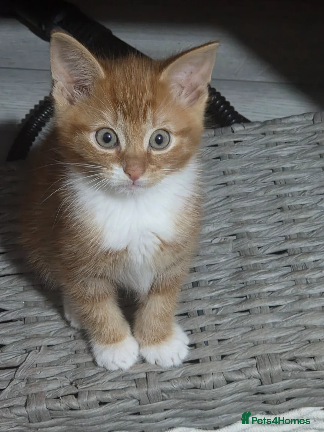 Mixed Breed cats for sale: Ready to fall in love?Meet our tiny bundles of joy - Advert 2