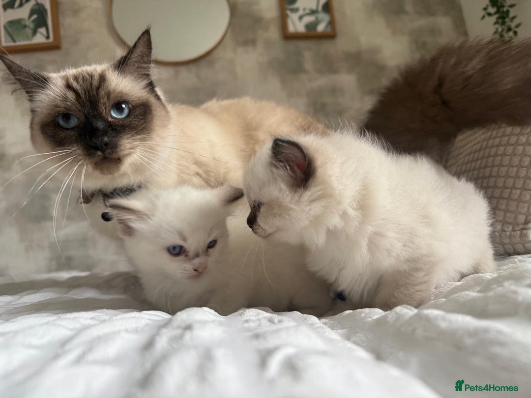 Ragdoll cats for sale: 🌸 Beautiful Purebred Ragdoll Kittens 🌸 - Image 7