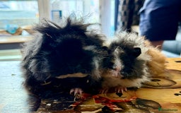 Guinea Pig rodents for sale: Pair of boys and pair of girls  - Image 4