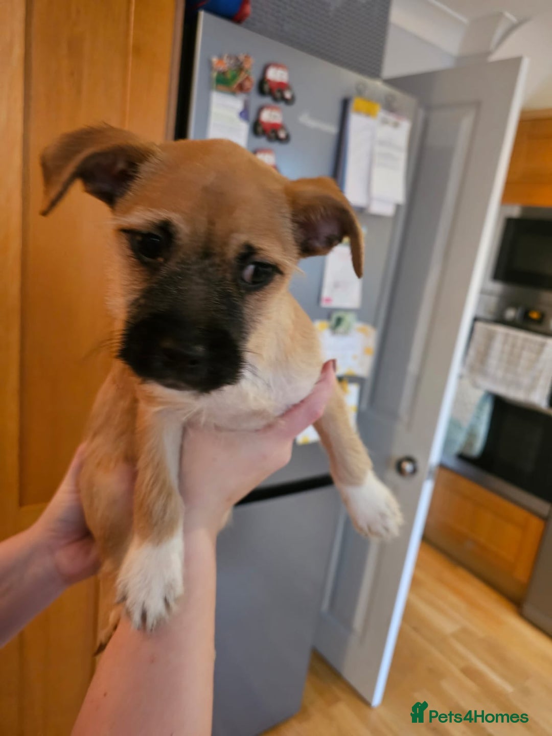 Mixed Breed dogs for sale: Chihuahua cross Jack Russell  - Advert 6