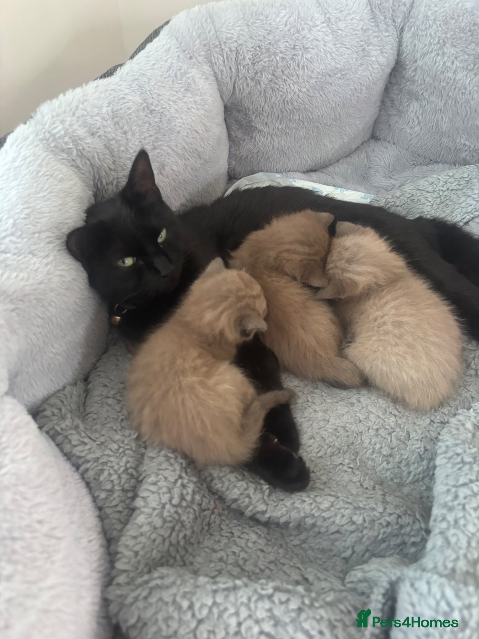 Mixed Breed cats 2 chestnut kittens for sale  - Advert 2