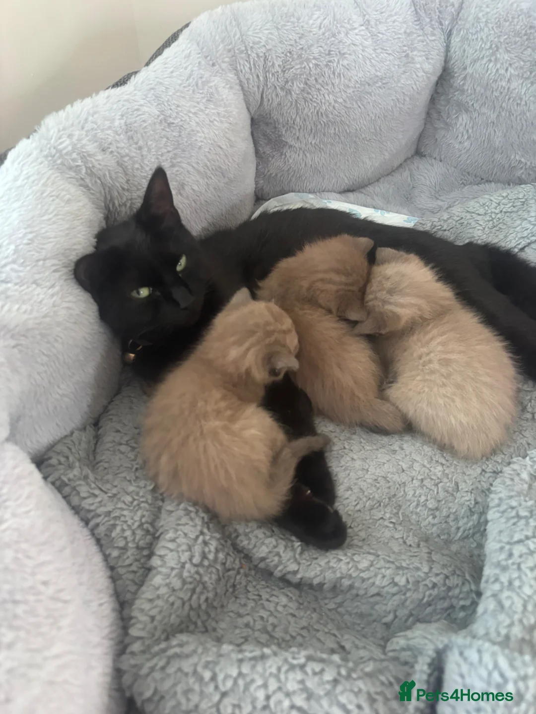 Mixed Breed cats for sale: 2 chestnut kittens for sale  - Advert 1