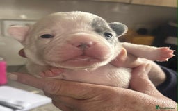 French Bulldog dogs for sale: Kc registered french bulldog puppies - Image 10