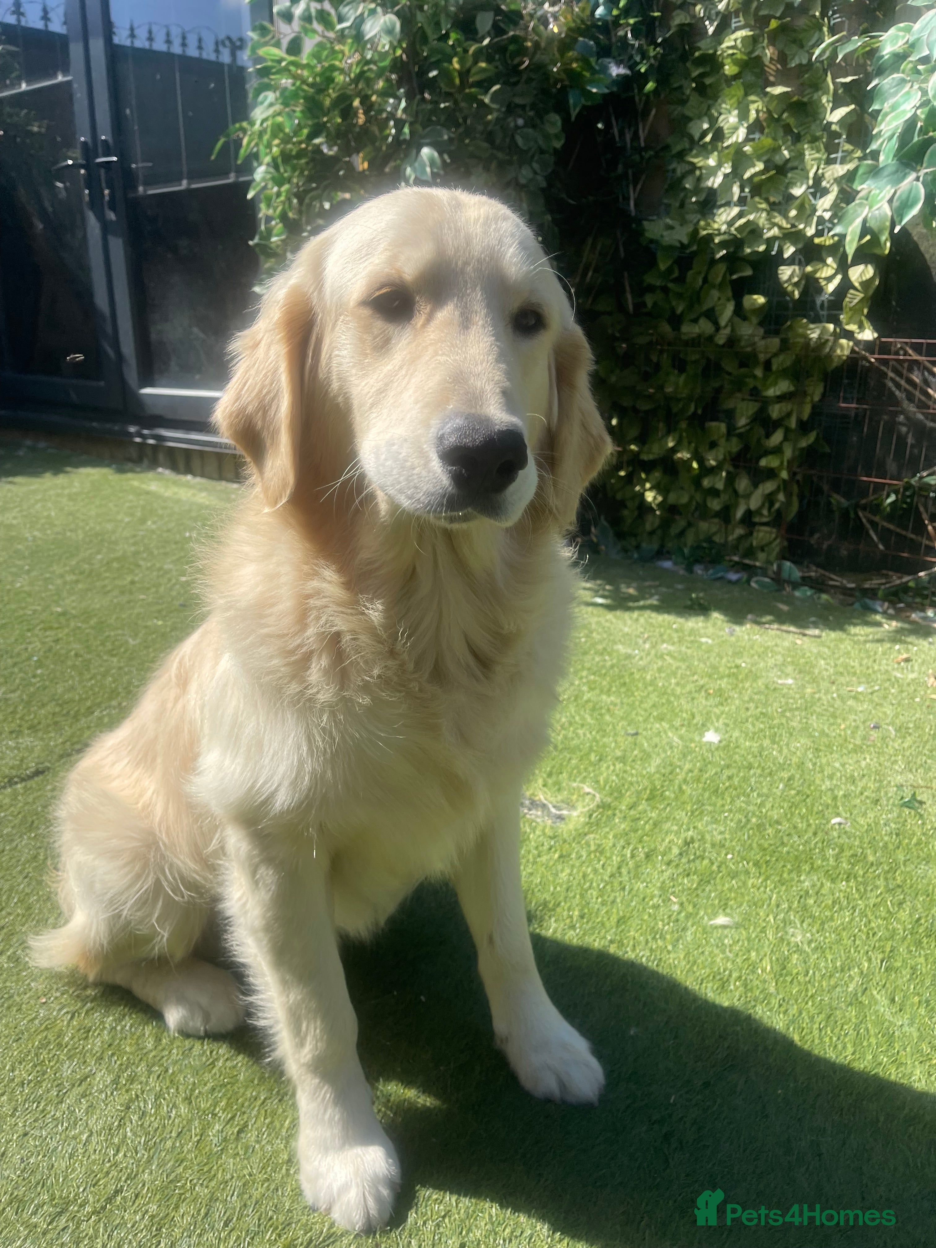 Golden Retriever dogs 1 year old male golden retriever  - Advert 1