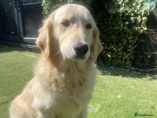 Golden Retriever dogs 1 year old male golden retriever - Advert 3