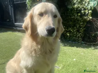 Golden Retriever dogs 1 year old male golden retriever - Advert 7