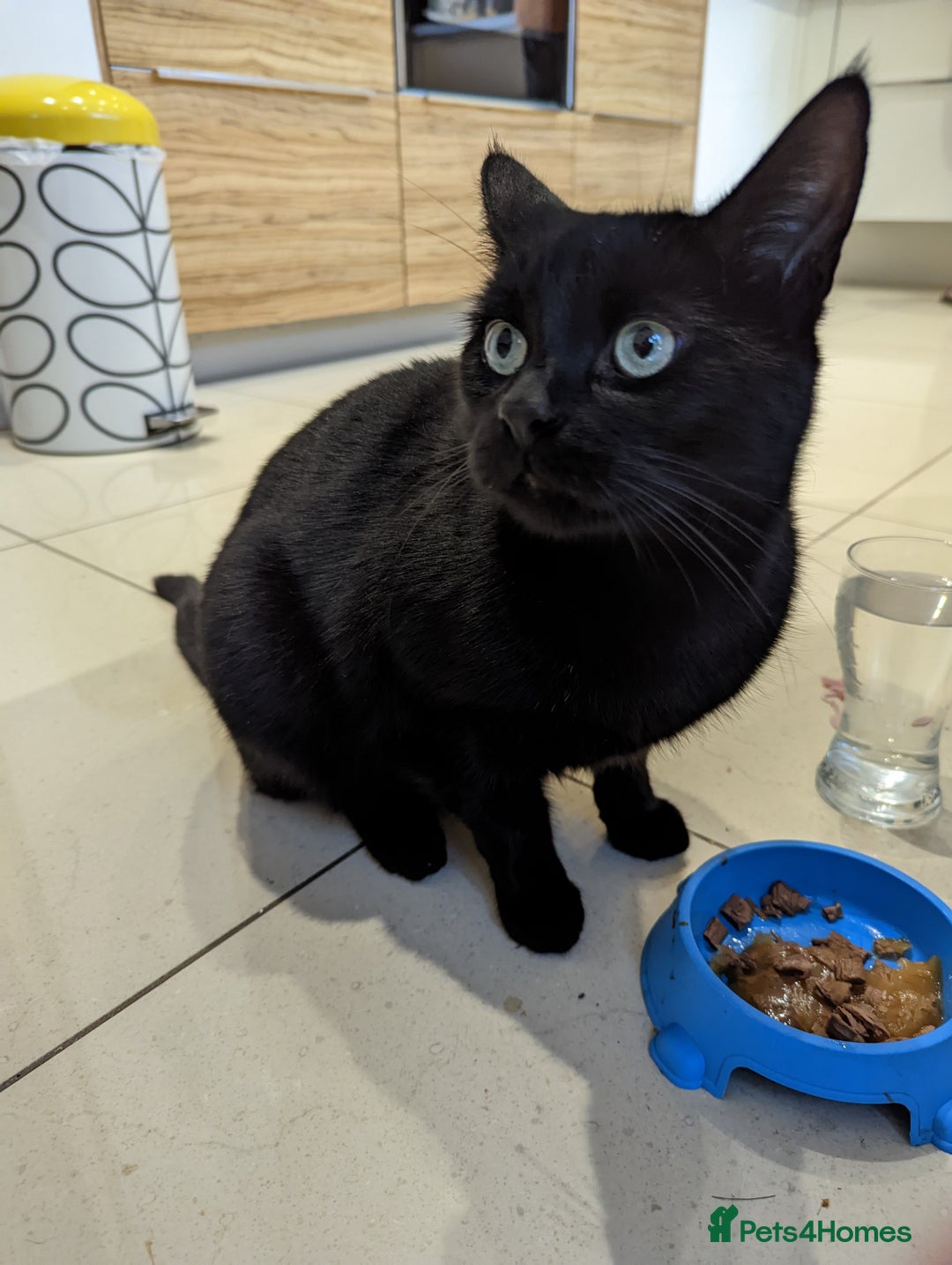 Domestic Shorthair cats for sale: Beautiful Family Black Cat - Image 3