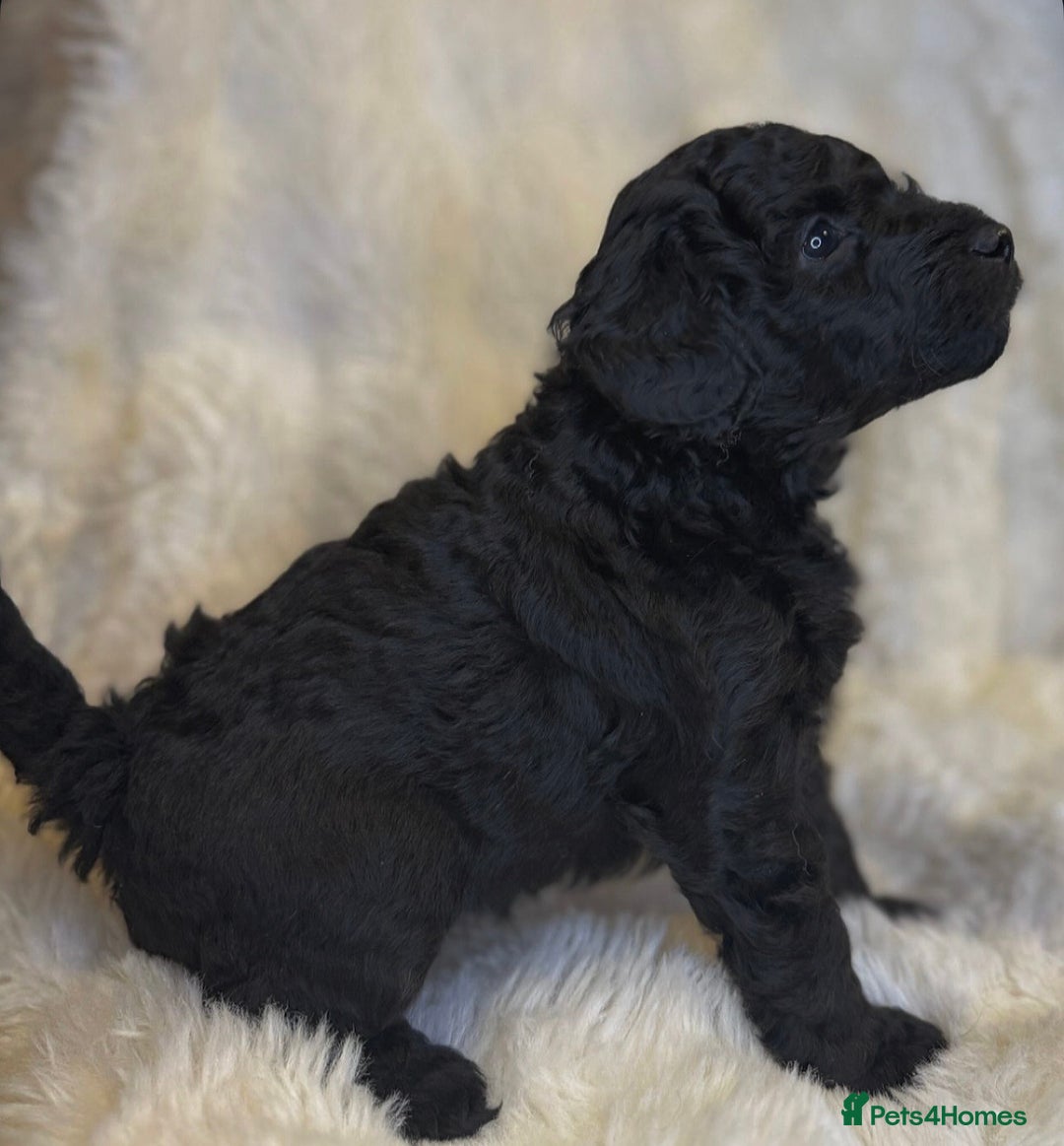 Labradoodle dogs for sale: Stunning merle F1b Labradoodle puppies  - Advert 7