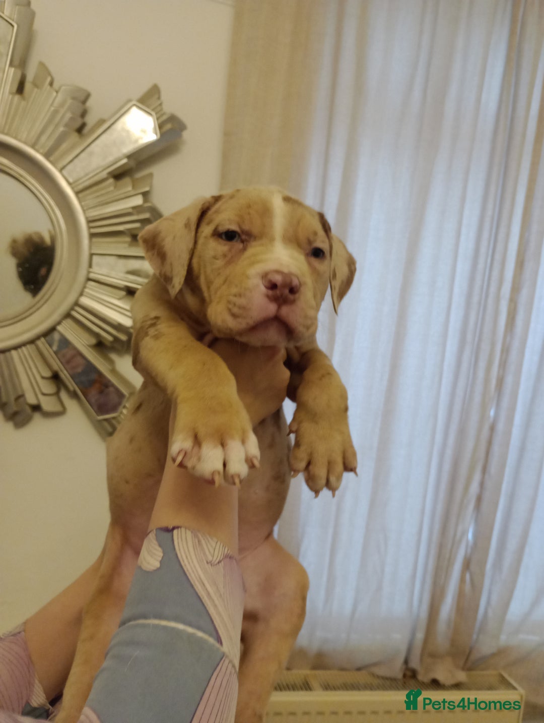 Mixed Breed dogs for sale: Staffy mixed  - Advert 6