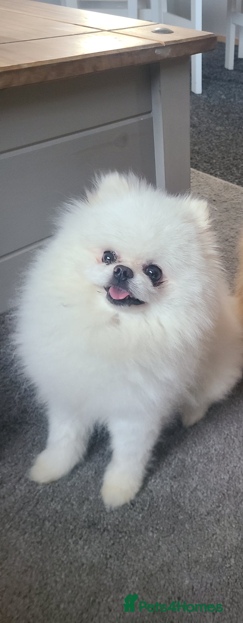 Pomeranian dogs PROVEN . White KC Reg pomeranian*Stud duties only* - Advert 1