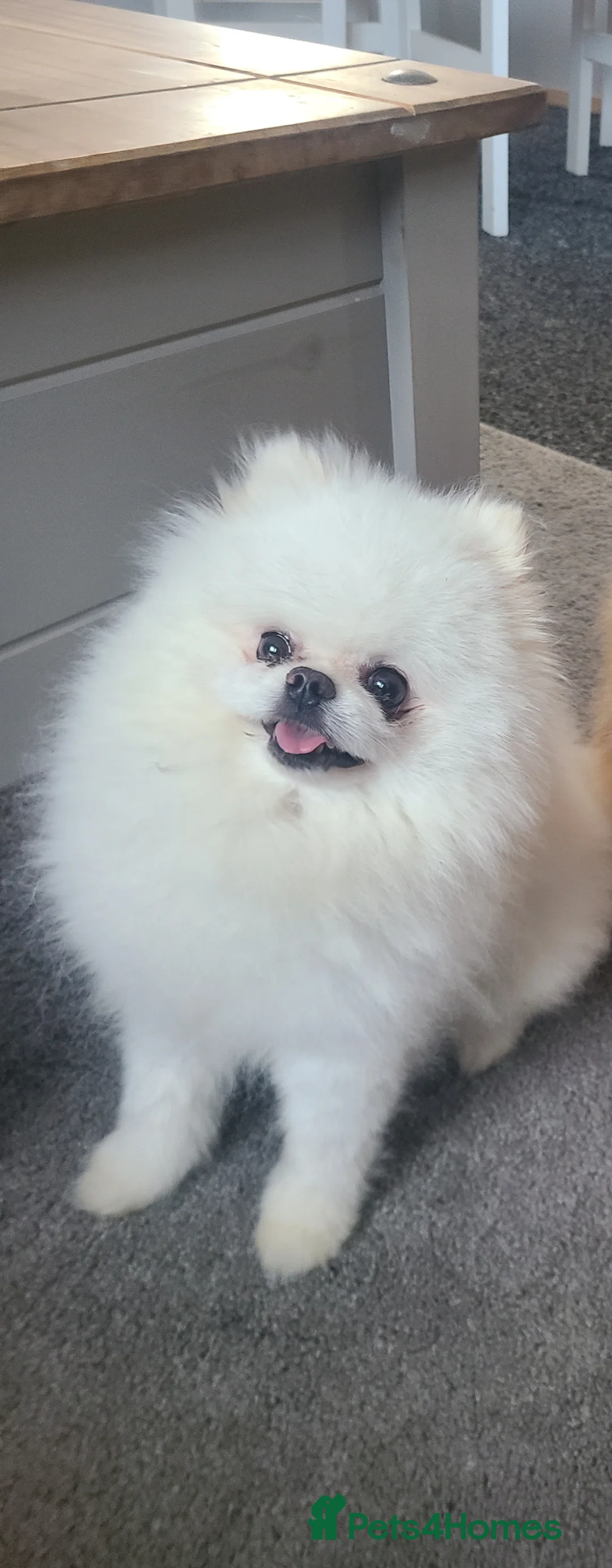 Pomeranian dogs for stud: PROVEN . White KC Reg pomeranian*Stud duties only* - Advert 1