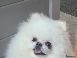 Pomeranian dogs PROVEN . White KC Reg pomeranian*Stud duties only* - Advert 1