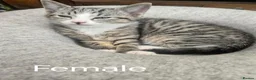 Mixed Breed cats for sale: Mixed breed Tabby kittens - Advert 2