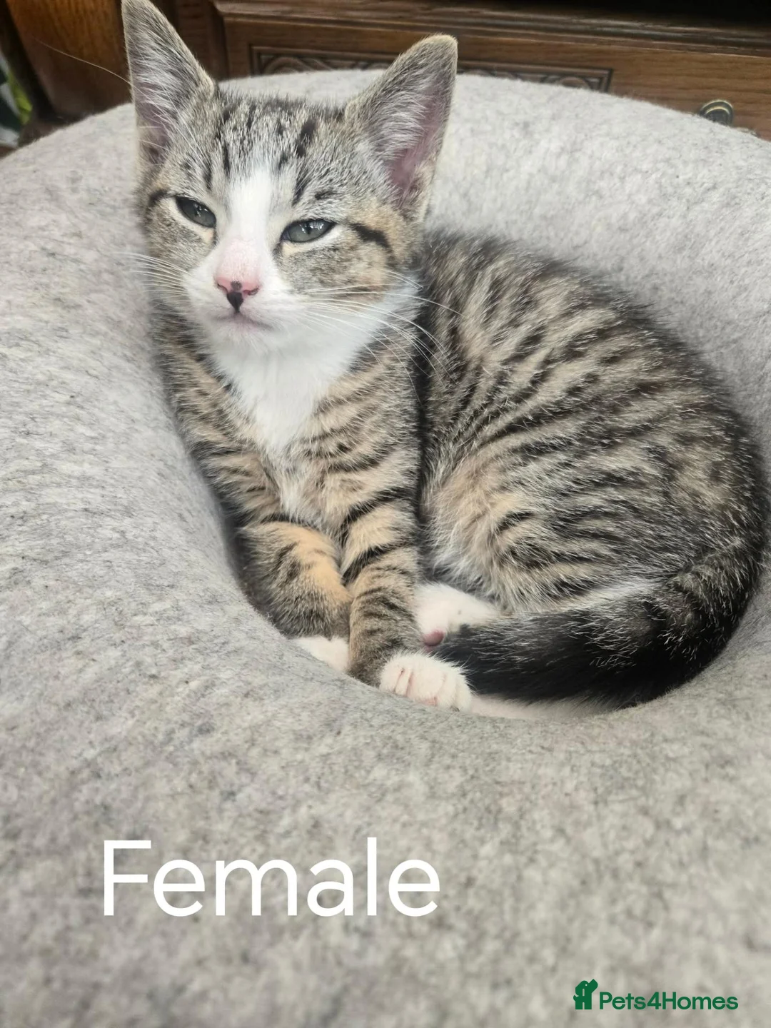 Mixed Breed cats for sale: Mixed breed Tabby kittens - Advert 2