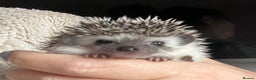 Pygmy Hedgehog rodents for sale: African Pygmy hedgehogs hoglets  - Advert 8