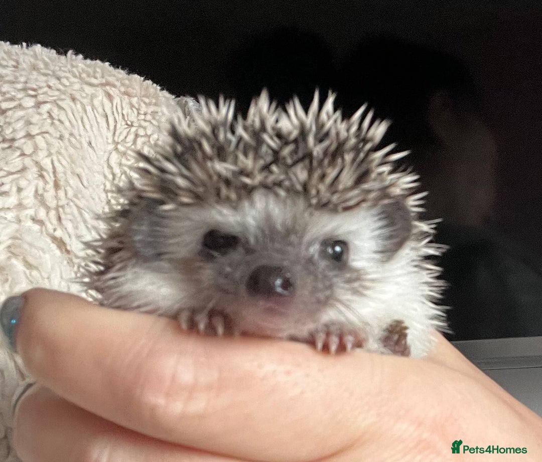 Pygmy Hedgehog rodents for sale: African Pygmy hedgehogs hoglets  - Advert 8