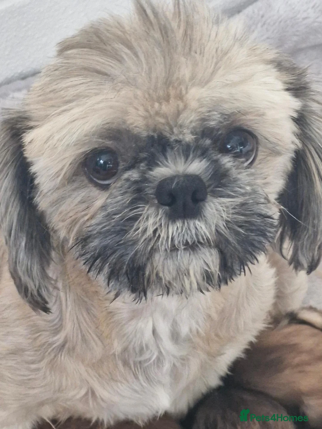 Shih Tzu dogs for sale: KC REG PEDIGREE SHIH TZU PUPPIES - Advert 2