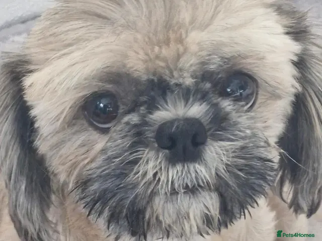 Shih Tzu dogs for sale: KC REG PEDIGREE SHIH TZU PUPPIES - Advert 2