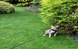 Savannah cats for sale: Savannah F4 girl kittens - Image 22